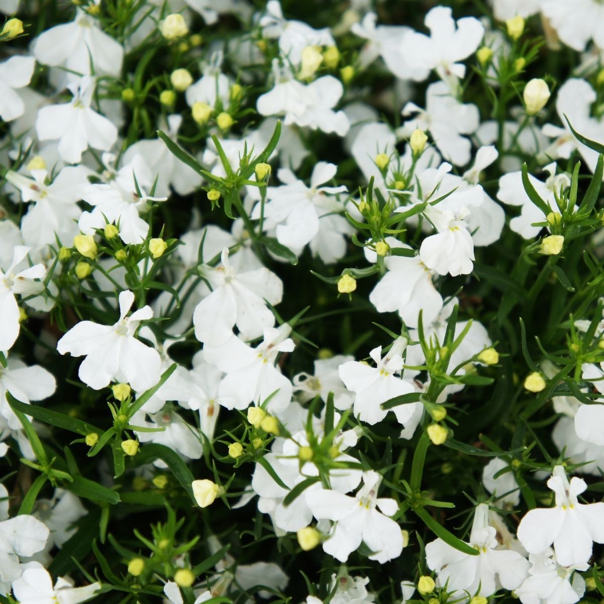 Lobelia- White Lady